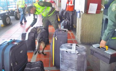 Antes de que despegue un vuelo, los policías inspeccionan las maletas que irán en cada avión, con el fin de detectar cargamentos de drogas. Cortesía