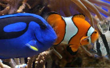 Los animales incautados, y luego sacrificados, llegaron al país por cuenta de comerciantes de fauna de manera ilegal desde el Océano Índico, las Islas Fiji, China y Australia. Tomada de Internet