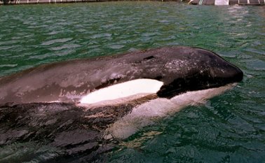 La investigación es el resultados de 43 años de observaciones efectuadas por el Centro de Investigación canadiense sobre las ballenas, las pesquerías y los océanos. AP