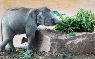 La población de elefantes se redujo en un 60 por ciento en solo cinco años. AFP