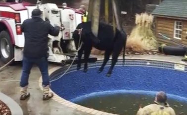 En la foto se muestra a bomberos sacando a una vaca de una piscina, afuera de una casa en Oklahoma City. AP