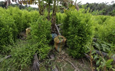 La alta presencia de cultivos ilícitos en Caño Indio y sus alrededores se convirtió en un obstáculo para el avance de la zona veredal, puesto que las pretensiones para la sustitución por parte de los propietarios de terrenos superaban las posibilidades del Gobierno y no lograron llegar a un acuerdo. Archivo