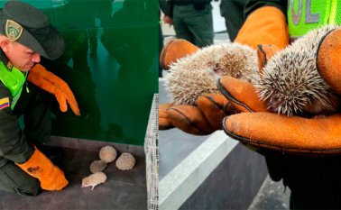 El sujeto capturado quedó a disposición de la Unidad de Reacción Inmediata (URI) de la Fiscalía y las especies están bajo la orden de Corponor. Polícía Nacional