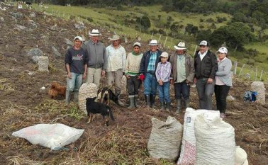 En Cácota se lidera la iniciativa para cultivar papa criolla dorada y mejorar los rendimientos de las cosechas. Cortesía