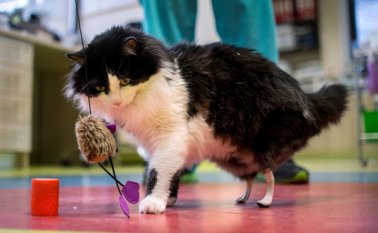 Poh recibió un implante de sus patas traseras. AFP
