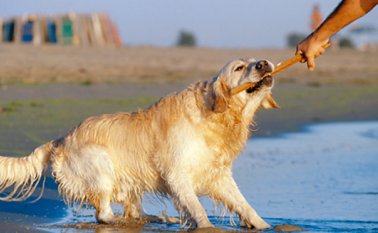 Los investigadores recomiendan no usar objetos pesados. Internet