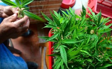 Planta de Marihuana. Colprensa