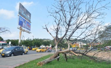 De viejos y enfermos, y por la falta de manteniniento que no les hace la alcaldía, se están cayendo los árboles de Cúcuta, como sucedió con este en la glorieta de la terminal de transportes. Edinsson Figueroa