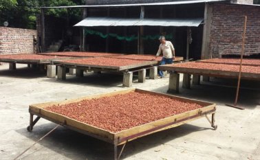 Los cacaoteros participarán en la convocatoria del programa de Encadenamientos Productivos del Ministerio de Comercio, Industria y Turismo, que busca mejorar la productividad y competitividad del sector.  Cortesía