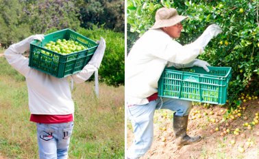 La mayor parte del limón se pierde porque no hay vías para sacarlo. Alfredo Estévez