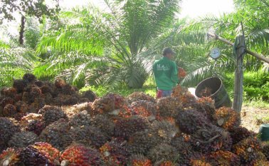 El cultivo de palma aceitera es muy importante para el Catatumbo. Archivo