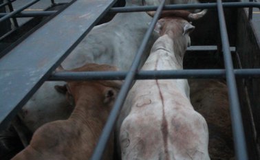 Se espera que las condiciones mejoren y que la autoridad ambiental sea estricta, debido a los riesgos para el medio ambiente. Archivo La Opinión