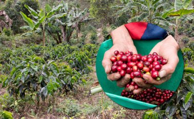 La producción se combina con otros cultivos alternativos para aprovechar las bondades de la tierra. Alfredo Estévez