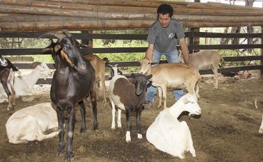 En fincas de San Cayetano y Cúcuta los campesinos manifestaron su preocupación por la forma como se les está esfumando el sueño de ser los pioneros de producción de leche y carne de camuro en la región. Alfredo Estévez