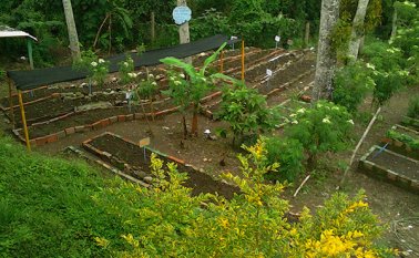 En un patio del colegio crecen: limoncillo, yerbabuena, menta, mejorana, orégano, romero, sábila, entre otras plantas con cuidados especiales para que el rendimiento sea apropiado. Cortesía