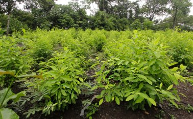 El convenio es de sustitución de plantíos de coca por cultivos legales Archivo