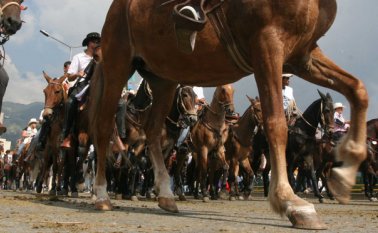 Los familiares de la víctima se preguntan qué hacía el equino, a esa hora de la noche por las calles del municipio, cuando la cabalgata fue en horas de la tarde. Colprensa