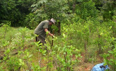 Los cultivos de uso ilícito y la tala ilegal tienen en riesgo los bosques del departamento. Sin embargo, no se descarta que actividades legales, como el cultivo de palma y la minería también tengan incidencia en los resultados. Archivo