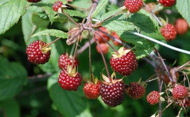 En la vereda san francisco de Pamplona se detectó el brote. Para el caso de Ragonvalia los focos son las veredas Babilonia, Tachirita, San Miguel y La Unión. Archivo