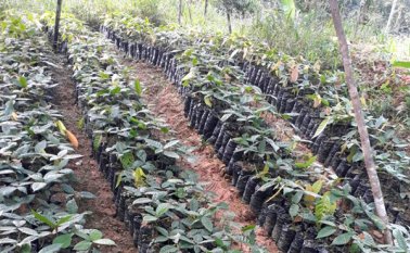 El cacao es una alternativa para reemplazar los cultivos de uso ilícito, con préstamos de 6 millones de pesos por hectárea, y un tope de 18 millones. Cortesía