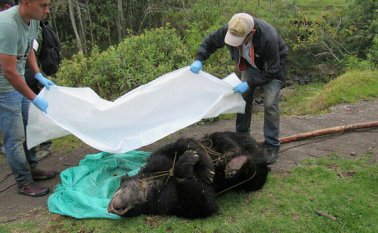 La Gobernación de Cundinamarca ofreció $15 millones de recompensa por información sobre asesinos de un oso andino en el Páramo de Chingaza. Colprensa