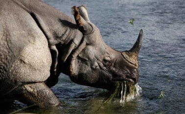 Nepal ha estado trabajando para aumentar el número de rinocerontes indios en el Bosque Nacional. AP