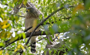 Este es uno de los ejemplares que está atacando a la gente en Parques Residenciales. Mario Caicedeo