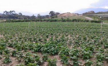 El cultivo de fríjol es uno de los que se fortalecerá en la provincia de Ocaña con aportes de la Nación, el departamento y los municipios. Javier Sarabia