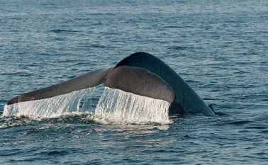 A ‘La ballena azul’ se accede mediante cuentas privadas en Facebook y en Twitter, que utilizan mensajes para contactar y atraer personas a través de mensajes, o través de spam, o en Youtube. Colprensa