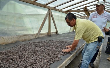 La caída de los precios de cacao en el mercado internacional causa alarma entre los productores del país. Archivo La Opinión