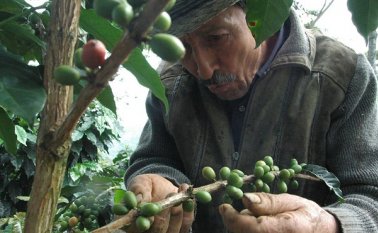 En los últimos doce meses, las exportaciones alcanzaron 13 millones de sacos, el mismo comportamiento del igual lapso anterior. Colprensa