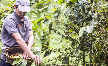 Los productores de café de Norte de Santander tienen dificultades para renovar los cultivos por falta de recursos. Archivo