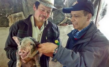 La vacunación porcina se adelanta en las 36 veredas de Pamplona. El encargado de poner las dosis es David León, del Fondo Nacional de Porcicultura. Cortesía