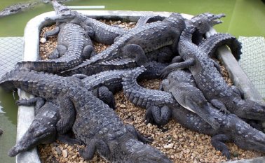 Las babillas hacen parte de la fauna silvestre. Colprensa
