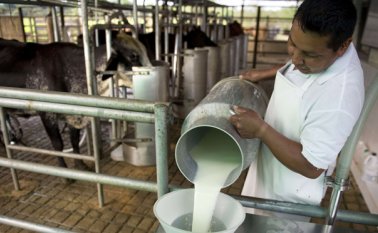 Tras la propuesta del ministerio de Agricultura de establecer un precio diferencial para impulsar las exportaciones de leche, los ganaderos puiden buscar otro mecanismo. Archivo