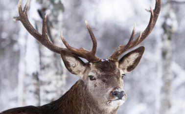 El prion fue detectado el año pasado en Noruega donde se produjeron (hasta ahora conocidos) tres casos en una misma manada y en dos alces. Internet