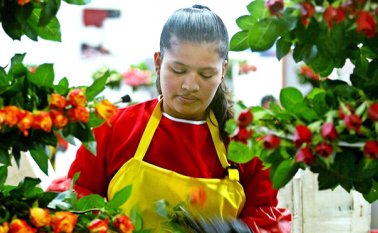 Estados Unidos es el principal destino de las flores colombianas, ya que el tratado de libre comercio con ese país ofrece el acceso a un mercado sin aranceles. Archivo