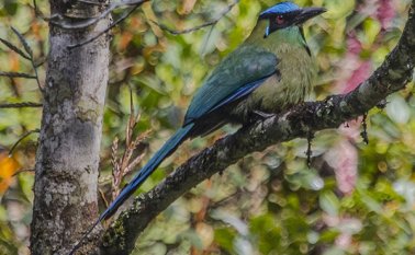 En las ediciones anteriores Brasil y Perú fueron los países que reportaron el mayor número de especies avistadas. AFP