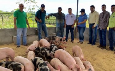 La organización internacional de Epizootias, máxima autoridad sanitaria del mundo, certificó que el 70% de la producción porcina de Colombia está libre de la peste porcina clásica, lo que podrá incentivar las exportaciones. Archivo