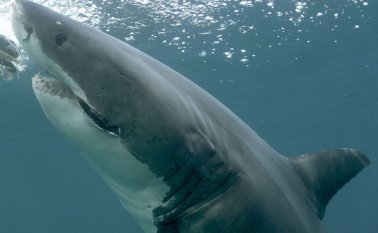 El hombre quedó amoratado y con el brazo derecho sangrando por un golpe que le dio el sábado el tiburón de 2,7 metros Archivo