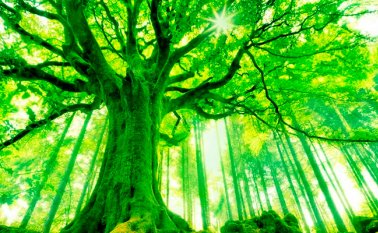 La luz verde ayudó y los árboles ayudaron a su hermano con el dolor. Internet