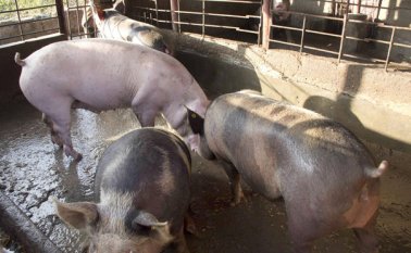 El contrabando y la fata de apoyo de las autoridades para impulsar la producción de cerdo son  los factores que han contribuido a la merma que ha registrado el sector.  Archivo