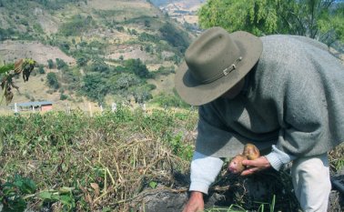 En siete años, la importación de papa precocida congelada proveniente de la Unión Europea creció 260%. Colprensa