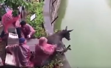 El incidente tuvo lugar el lunes en un zoológico del este de China. Captura de pantalla