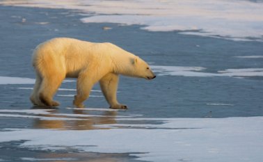 Los icónicos osos polares se mantienen en una caminata perpetua para permanecer dentro de su hábitat predilecto. AFP
