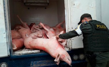 El producto esta avaluado comercialmente en unos 29 millones de pesos y sería comercializado en la Central de Abastos (Cenbastos) de Cúcuta. Policía Nacional