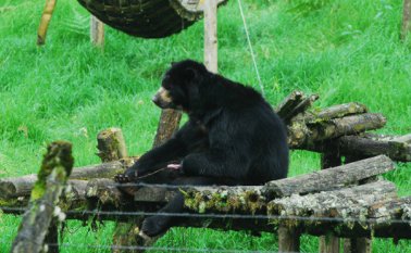 Chucho, que dejará de llamarse así en Barranquilla por políticas de “no humanización” del zoológico, pesa 230 kilos. Colprensa