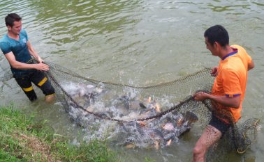 Los productores que pertenecen a la Asociación de Piscicultura del municipio de El Tarra, venden en el mercado local mensualmente, 14 toneladas y media. Javier Sarabia