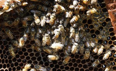 Tras estos estudios "no podemos seguir afirmando que los neonicotinoides en la agricultura no perjudican a las abejas". Archivo La Opinión