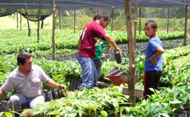 La renovación de una hectárea de cacao le cuesta a cada productor cerca de cuatro millones de pesos y esta empieza a dejar utilidad después de tres años. Archivo La Opinión